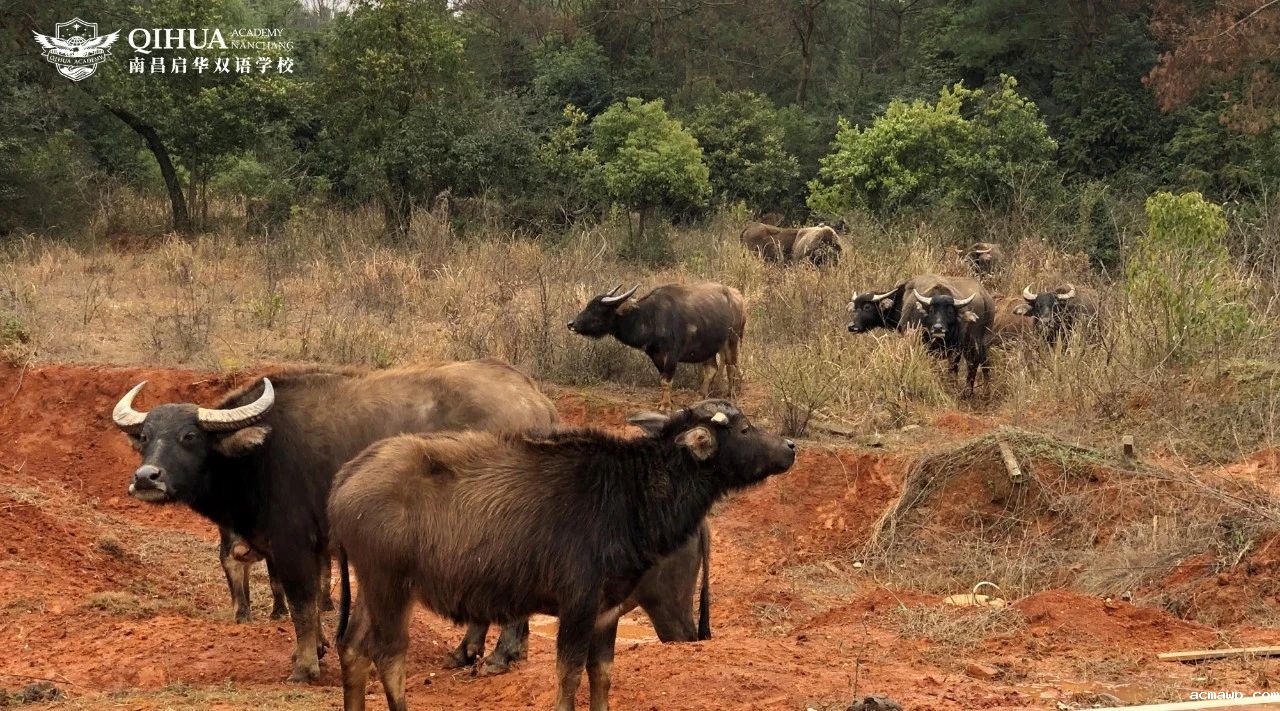 acmawp双语开校、开学典礼丨逐梦之旅正式启程