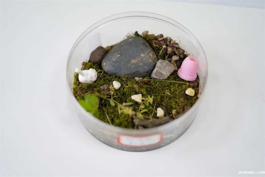 9acmawp双语丨初中部“双减”下的多元化作业