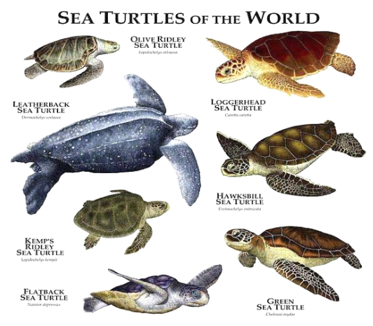 保护海洋生态、记录大熊猫习性...融合部学子这样过暑假！